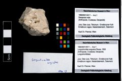 Foto (Objekt + Etikett) von Longodromites angustus (Reuss, 1858)  (NHMW-GEO-1990-0041-4411)